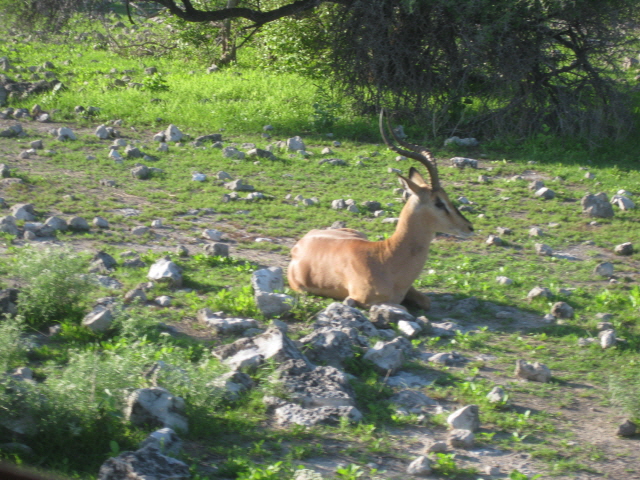 Etosha 345.jpg